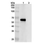 SDS-PAGE - Anti-SARS-CoV-2 Spike Protein Glycoprotein 2 Antibody [CV3-25] Biosimilar - BSA and Azide free (A339892) - Antibodies.com