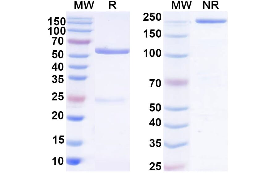 SDS-PAGE - Anti-SARS-CoV-2 Spike Protein Glycoprotein 2 Antibody [WS6] Biosimilar - BSA and Azide free (A339893) - Antibodies.com