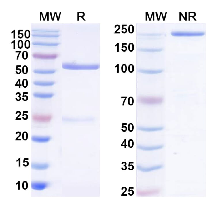 SDS-PAGE - Anti-SARS-CoV-2 Spike Protein Glycoprotein 2 Antibody [WS6] Biosimilar - BSA and Azide free (A339893) - Antibodies.com