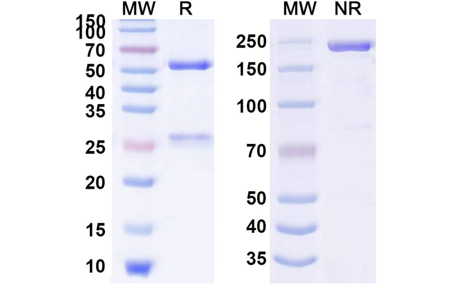 SDS-PAGE - Anti-SARS-CoV-2 Spike Protein Glycoprotein 2 Antibody [CV3-13] Biosimilar - BSA and Azide free (A339894) - Antibodies.com