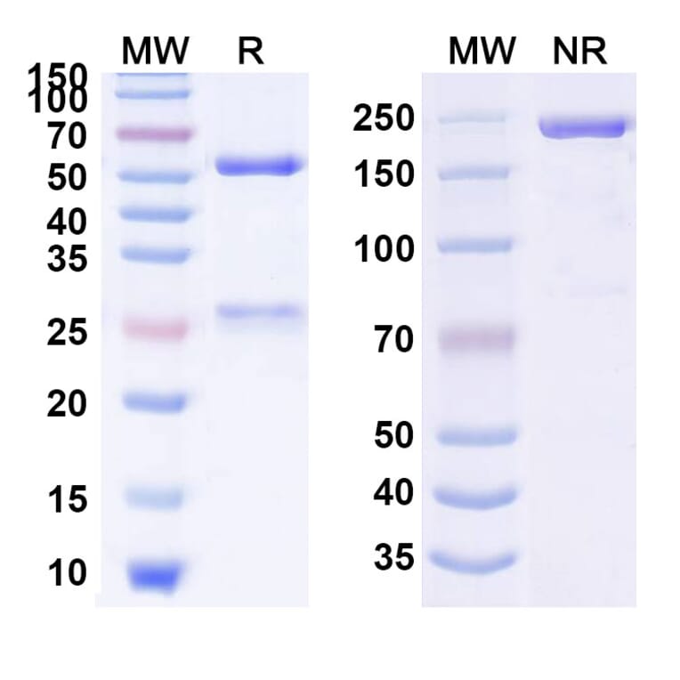 SDS-PAGE - Anti-SARS-CoV-2 Spike Protein Glycoprotein 2 Antibody [CV3-13] Biosimilar - BSA and Azide free (A339894) - Antibodies.com