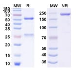 SDS-PAGE - Anti-SARS-CoV-2 Spike Protein Glycoprotein 2 Antibody [CV3-13] Biosimilar - BSA and Azide free (A339894) - Antibodies.com