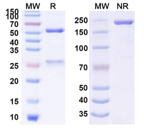 SDS-PAGE - Anti-Gastrin Antibody [XPA67.6] Biosimilar - BSA and Azide free (A339896) - Antibodies.com