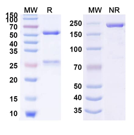 SDS-PAGE - Anti-Gastrin Antibody [XPA67.6] Biosimilar - BSA and Azide free (A339896) - Antibodies.com