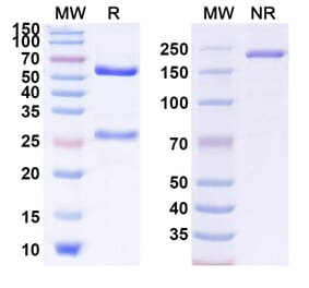 SDS-PAGE - Anti-Ganglioside GD3 Antibody [PF-6688992] Biosimilar - BSA and Azide free (A339899) - Antibodies.com