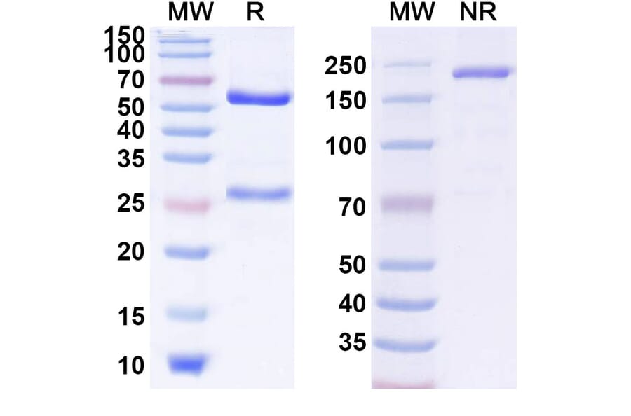 SDS-PAGE - Anti-Ganglioside GD3 Antibody [PF-6688992] Biosimilar - BSA and Azide free (A339899) - Antibodies.com
