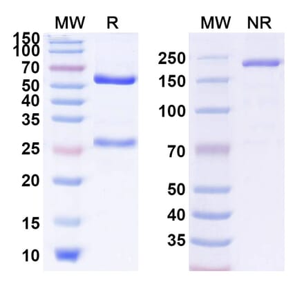 SDS-PAGE - Anti-Ganglioside GD3 Antibody [PF-6688992] Biosimilar - BSA and Azide free (A339899) - Antibodies.com