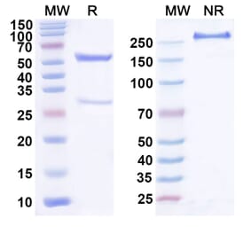 SDS-PAGE - Anti-GFRAL Antibody [NGM12] Biosimilar - BSA and Azide free (A339900) - Antibodies.com