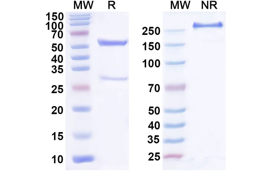 SDS-PAGE - Anti-GFRAL Antibody [NGM12] Biosimilar - BSA and Azide free (A339900) - Antibodies.com