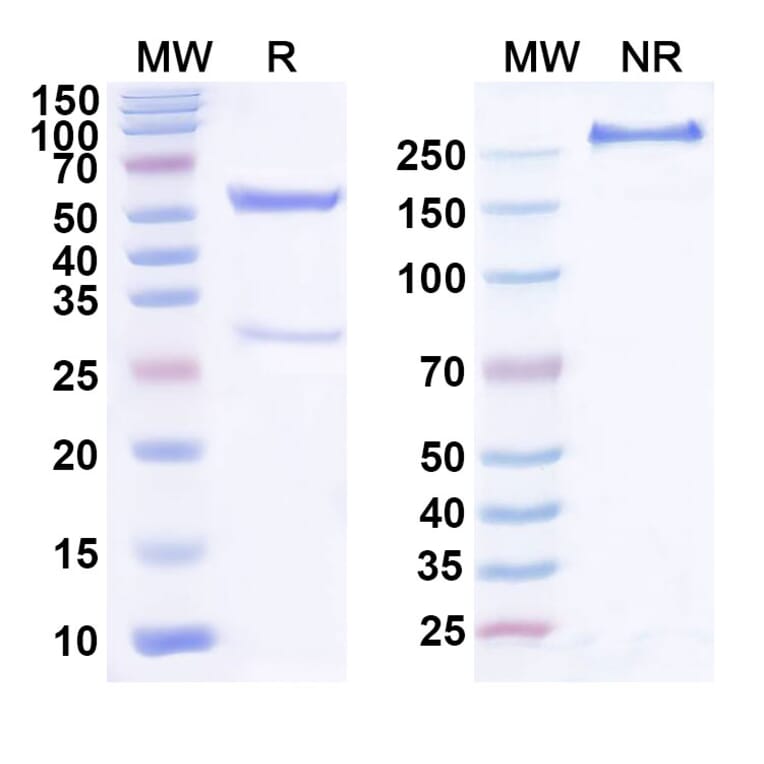 SDS-PAGE - Anti-GFRAL Antibody [NGM12] Biosimilar - BSA and Azide free (A339900) - Antibodies.com
