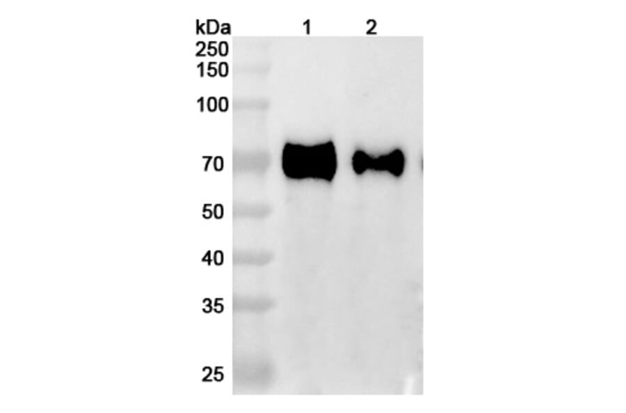 SDS-PAGE - Anti-GFRAL Antibody [NGM12] Biosimilar - BSA and Azide free (A339900) - Antibodies.com