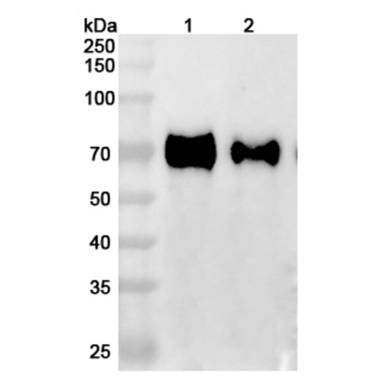 SDS-PAGE - Anti-GFRAL Antibody [NGM12] Biosimilar - BSA and Azide free (A339900) - Antibodies.com