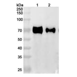 SDS-PAGE - Anti-GFRAL Antibody [NGM12] Biosimilar - BSA and Azide free (A339900) - Antibodies.com