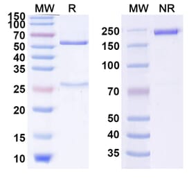 SDS-PAGE - Anti-GITR Antibody [FPA154] Biosimilar - BSA and Azide free (A339903) - Antibodies.com