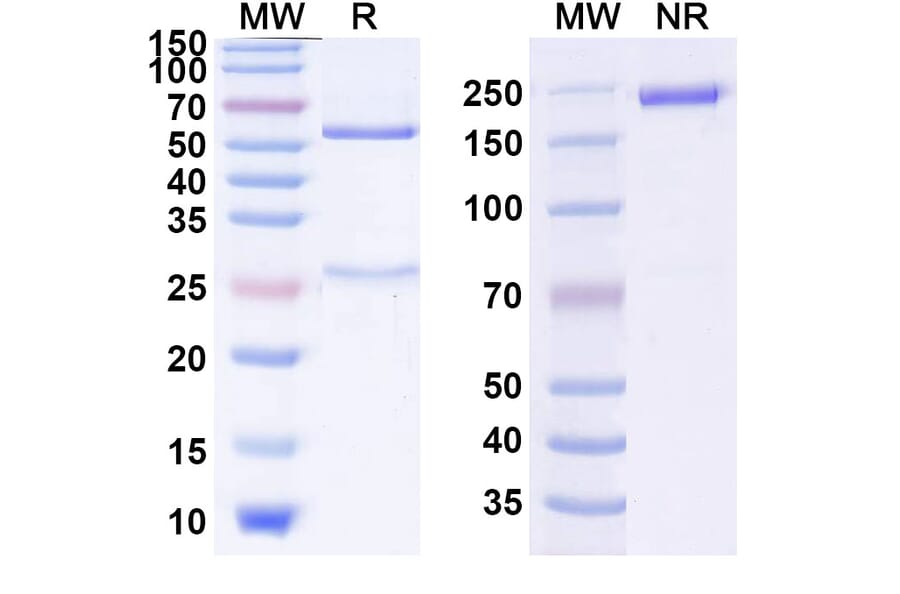 SDS-PAGE - Anti-GITR Antibody [FPA154] Biosimilar - BSA and Azide free (A339903) - Antibodies.com