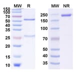 SDS-PAGE - Anti-GITR Antibody [FPA154] Biosimilar - BSA and Azide free (A339903) - Antibodies.com