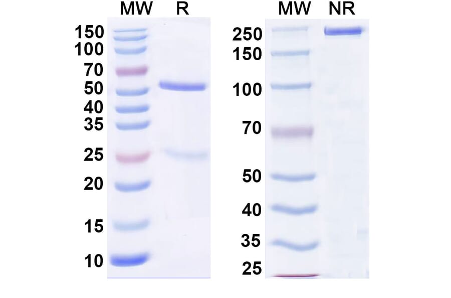 SDS-PAGE - Anti-GITR Antibody [TRX518] Biosimilar - BSA and Azide free (A339904) - Antibodies.com
