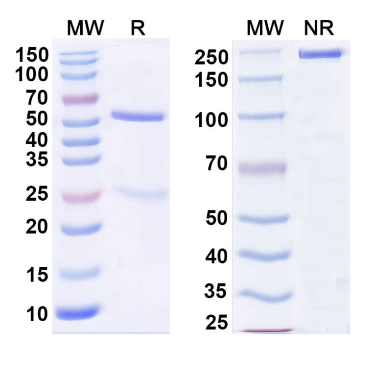 SDS-PAGE - Anti-GITR Antibody [TRX518] Biosimilar - BSA and Azide free (A339904) - Antibodies.com