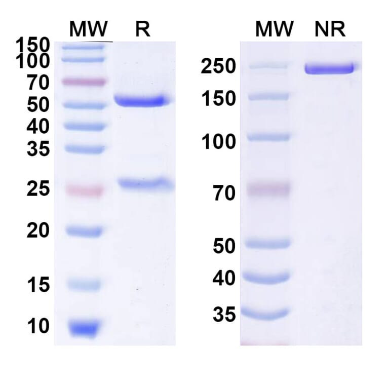 SDS-PAGE - Anti-GITR Antibody [JNJ-64164711] Biosimilar - BSA and Azide free (A339905) - Antibodies.com