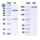 SDS-PAGE - Anti-GITR Antibody [JNJ-64164711] Biosimilar - BSA and Azide free (A339905) - Antibodies.com