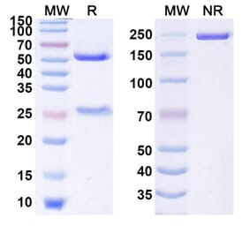 SDS-PAGE - Anti-GITR Antibody [GWN323] Biosimilar - BSA and Azide free (A339906) - Antibodies.com
