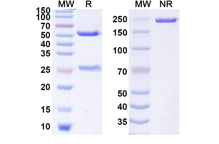SDS-PAGE - Anti-GITR Antibody [GWN323] Biosimilar - BSA and Azide free (A339906) - Antibodies.com