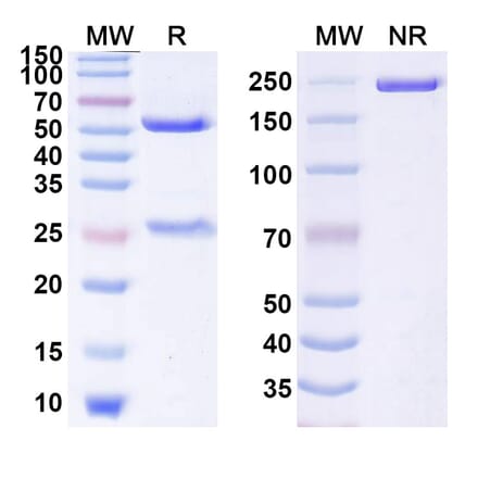SDS-PAGE - Anti-GITR Antibody [REGN 6569] Biosimilar - BSA and Azide free (A339907) - Antibodies.com