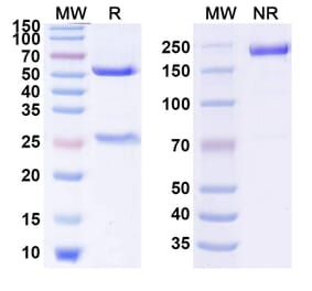 SDS-PAGE - Anti-Glypican 3 Antibody [CAT-7] Biosimilar - BSA and Azide free (A339910) - Antibodies.com