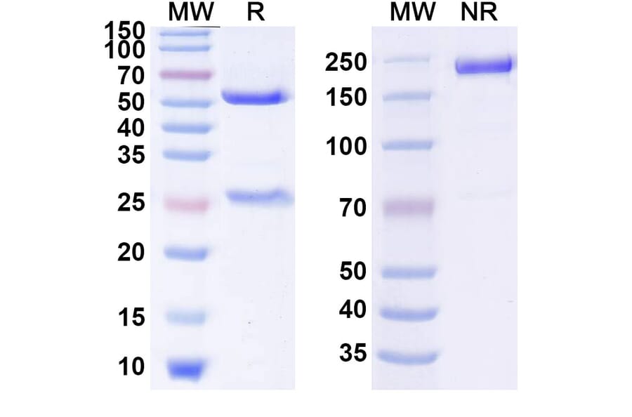 SDS-PAGE - Anti-Glypican 3 Antibody [CAT-7] Biosimilar - BSA and Azide free (A339910) - Antibodies.com