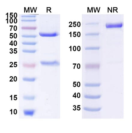 SDS-PAGE - Anti-Glypican 3 Antibody [CAT-7] Biosimilar - BSA and Azide free (A339910) - Antibodies.com