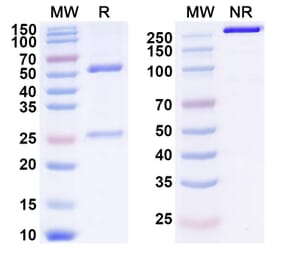 SDS-PAGE - Anti-GM-CSF Antibody [KB2] Biosimilar - BSA and Azide free (A339912) - Antibodies.com