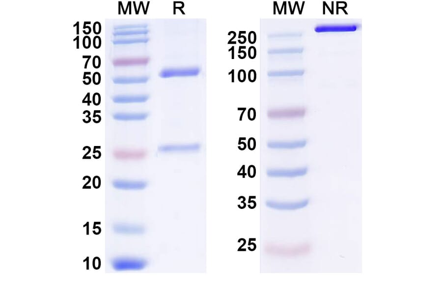 SDS-PAGE - Anti-GM-CSF Antibody [KB2] Biosimilar - BSA and Azide free (A339912) - Antibodies.com
