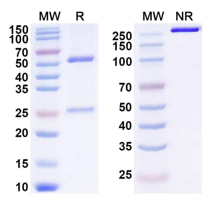 SDS-PAGE - Anti-Progranulin Antibody [AG1] Biosimilar - BSA and Azide free (A339913) - Antibodies.com