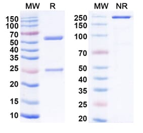 SDS-PAGE - Anti-GPR20 Antibody [DS-6157a] Biosimilar - BSA and Azide free (A339914) - Antibodies.com