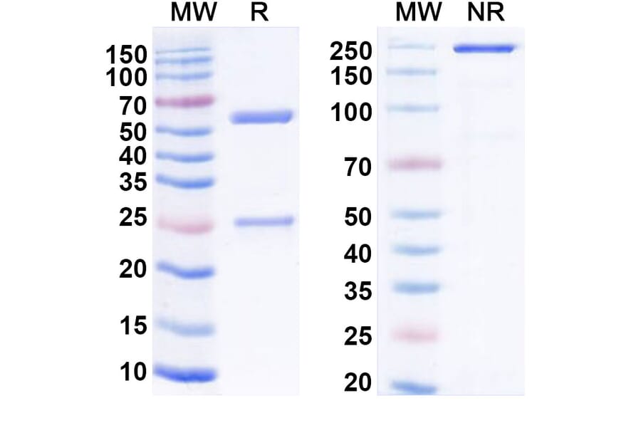 SDS-PAGE - Anti-GPR20 Antibody [DS-6157a] Biosimilar - BSA and Azide free (A339914) - Antibodies.com