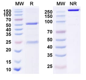 SDS-PAGE - Anti-GPRC5D Antibody [MCARH 19] Biosimilar - BSA and Azide free (A339915) - Antibodies.com