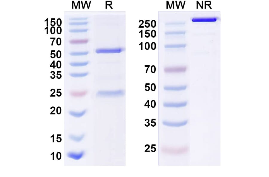 SDS-PAGE - Anti-GPRC5D Antibody [MCARH 19] Biosimilar - BSA and Azide free (A339915) - Antibodies.com