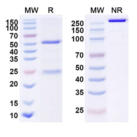 SDS-PAGE - Anti-BIP Antibody [PAT-SM6] Biosimilar - BSA and Azide free (A339916) - Antibodies.com