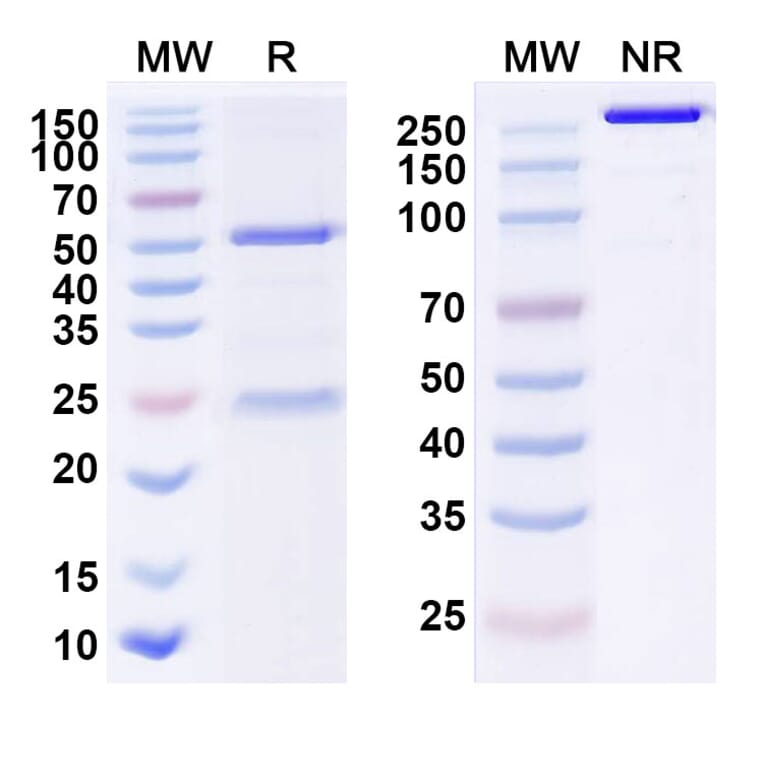 SDS-PAGE - Anti-BIP Antibody [PAT-SM6] Biosimilar - BSA and Azide free (A339916) - Antibodies.com