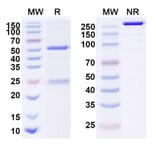 SDS-PAGE - Anti-BIP Antibody [PAT-SM6] Biosimilar - BSA and Azide free (A339916) - Antibodies.com