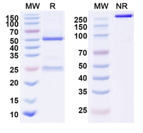 SDS-PAGE - Anti-NS1 Antibody [HuMax-HepC] Biosimilar - BSA and Azide free (A339919) - Antibodies.com