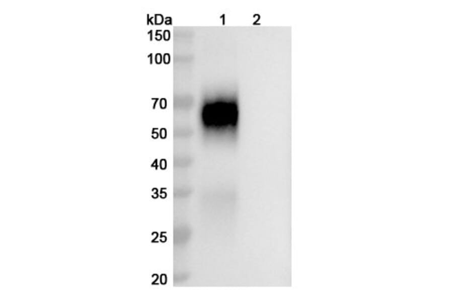 SDS-PAGE - Anti-NS1 Antibody [MBL-HCV1] Biosimilar - BSA and Azide free (A339920) - Antibodies.com