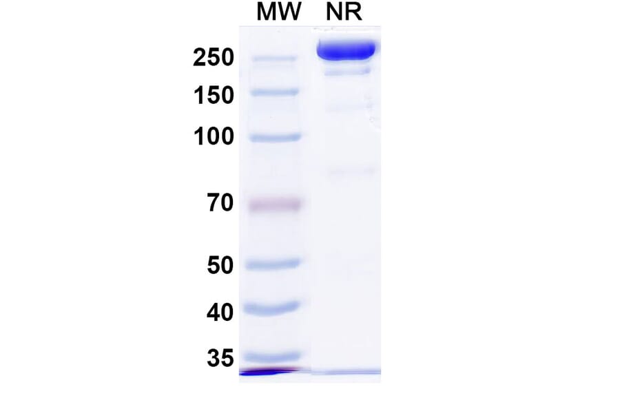 SDS-PAGE - Anti-Repulsive Guidance Molecule C Antibody [DISC-974] Biosimilar - BSA and Azide free (A339921) - Antibodies.com