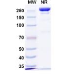 SDS-PAGE - Anti-Repulsive Guidance Molecule C Antibody [DISC-974] Biosimilar - BSA and Azide free (A339921) - Antibodies.com