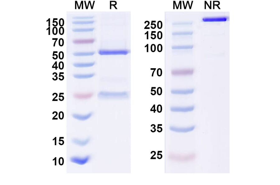 SDS-PAGE - Anti-Hepcidin Antibody [AN-LP1] Biosimilar - BSA and Azide free (A339922) - Antibodies.com