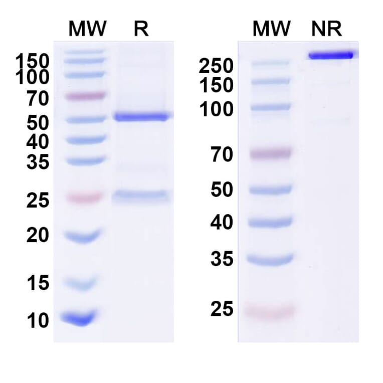 SDS-PAGE - Anti-Hepcidin Antibody [AN-LP1] Biosimilar - BSA and Azide free (A339922) - Antibodies.com