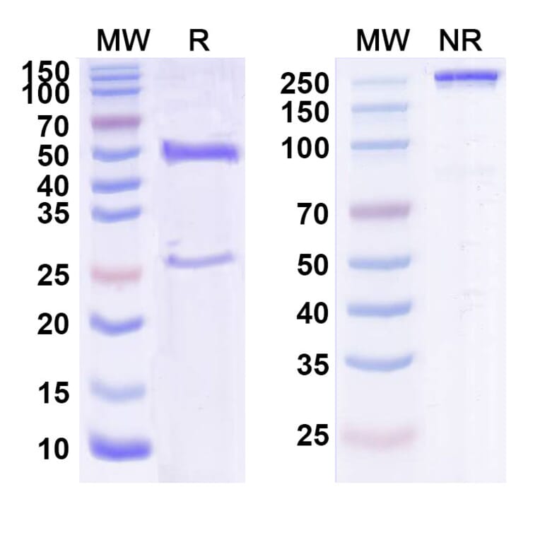 SDS-PAGE - Anti-Hepcidin Antibody [LY278716] Biosimilar - BSA and Azide free (A339923) - Antibodies.com