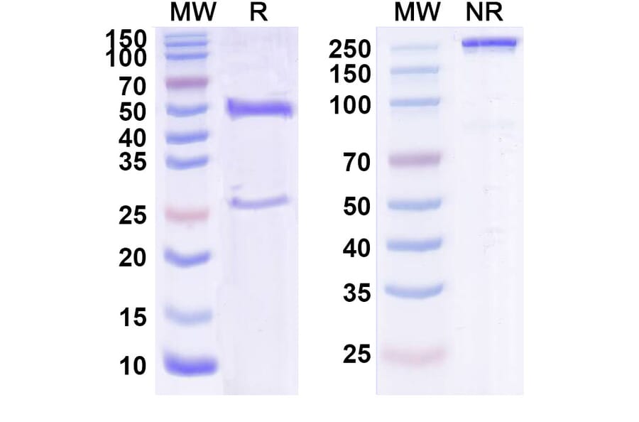 SDS-PAGE - Anti-ErbB2 Antibody [SC-7] Biosimilar - BSA and Azide free (A339924) - Antibodies.com