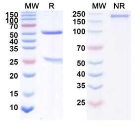 SDS-PAGE - Anti-ErbB2 Antibody [ADCT-52] Biosimilar - BSA and Azide free (A339926) - Antibodies.com