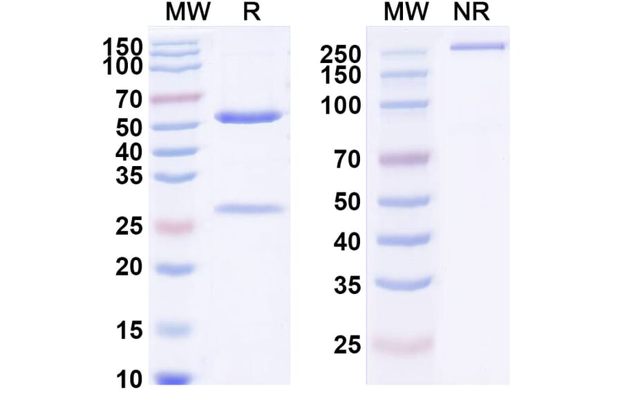 SDS-PAGE - Anti-ErbB2 Antibody [HuA21] Biosimilar - BSA and Azide free (A339931) - Antibodies.com